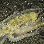 Pinnoctopus aspilosomatis
